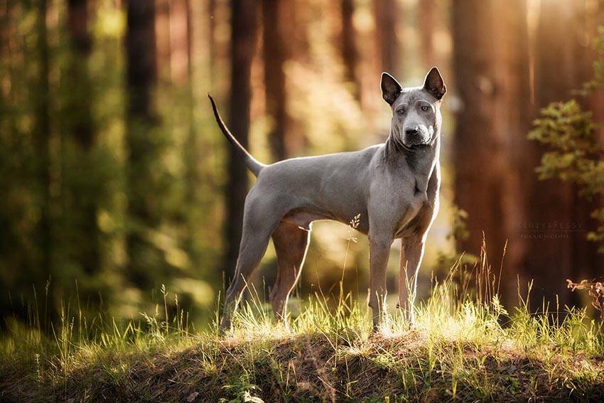 Самые красивые собаки в мире: топ-10