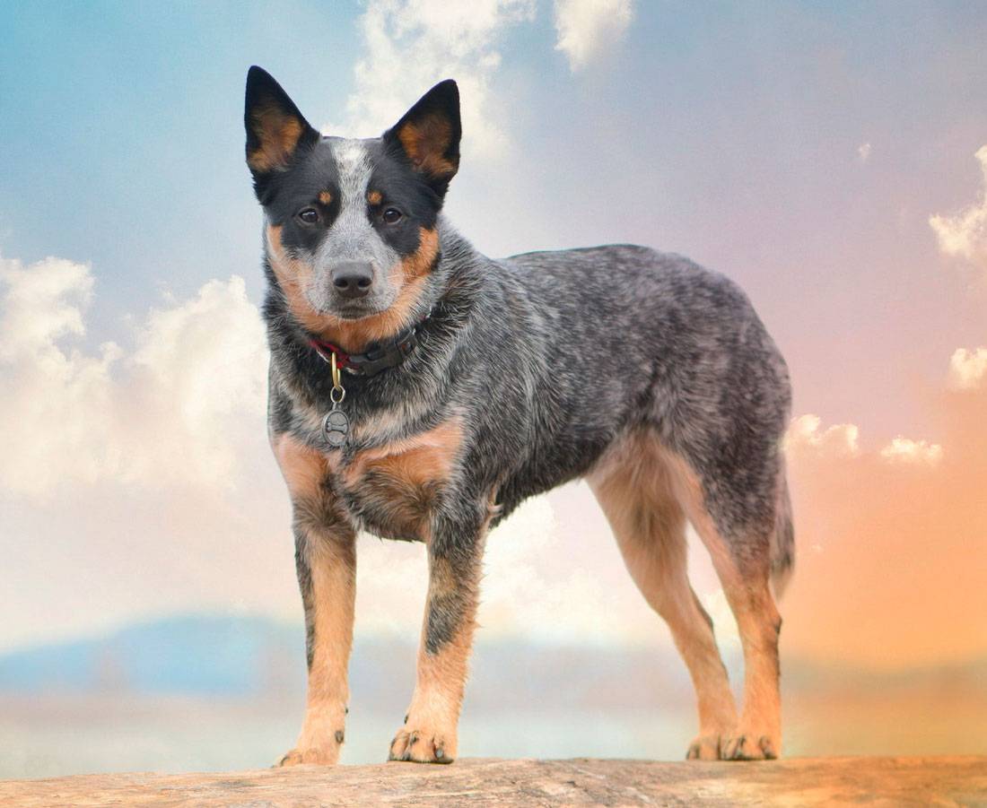 Австралийская короткохвостая пастушья собака: фото, характеристики породы