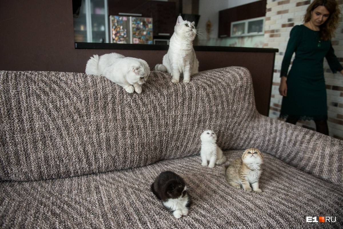 Выбираем породу кошек в квартиру для ребёнка: какая лучше