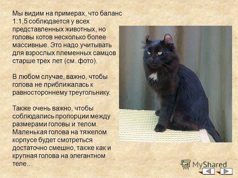 Мэнкс кошка. описание, особенности, характер, уход и цена породы