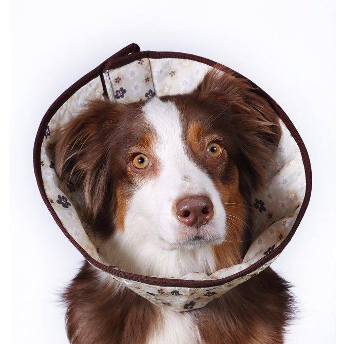 Как снять швы в домашних условиях у собаки?