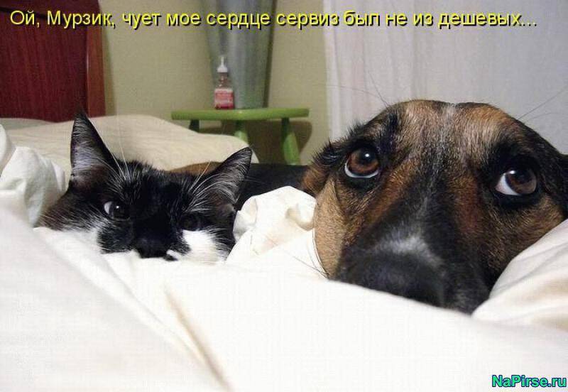 О чем думают кошки?   счастливый кот — la-murmur.ru