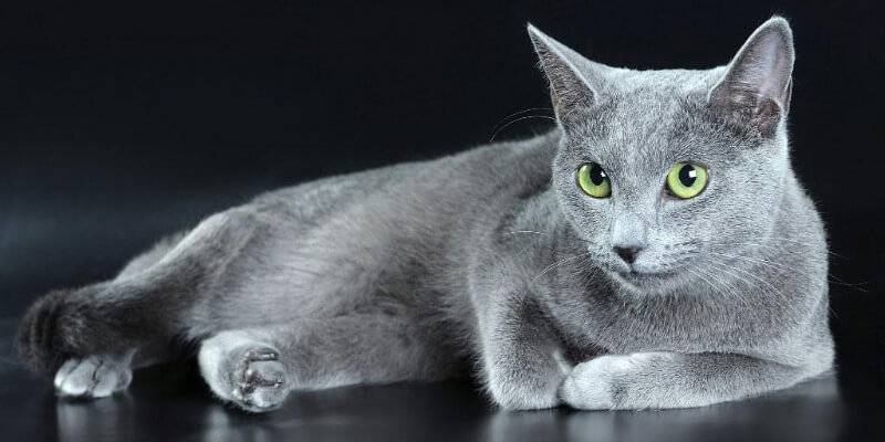 Корат кошка. описание, особенности, уход и цена кошки породы корат