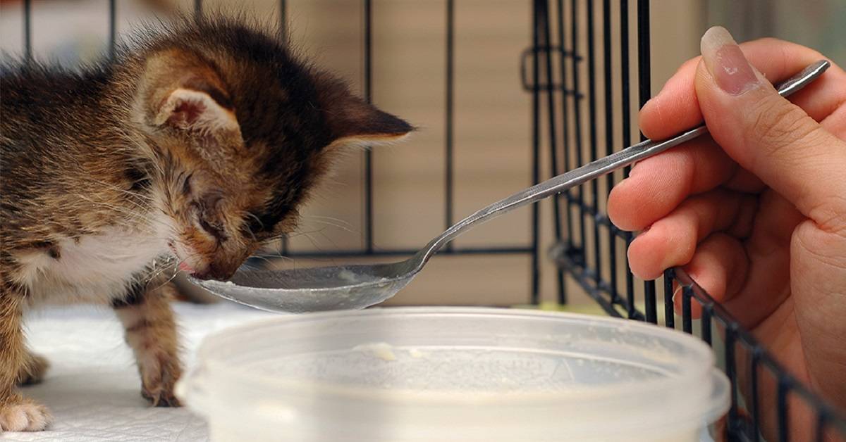 Чем кормить котенка в 1 месяц | без кошки мамы, корм, кормление