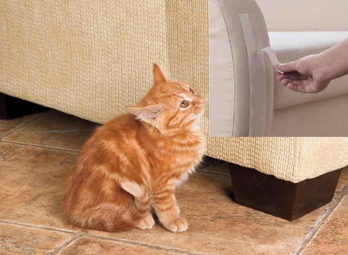 Как отучить кошку драть мебель и обои: 3 верных способа