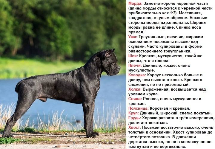 Кане корсо: описание итальянской породы собак