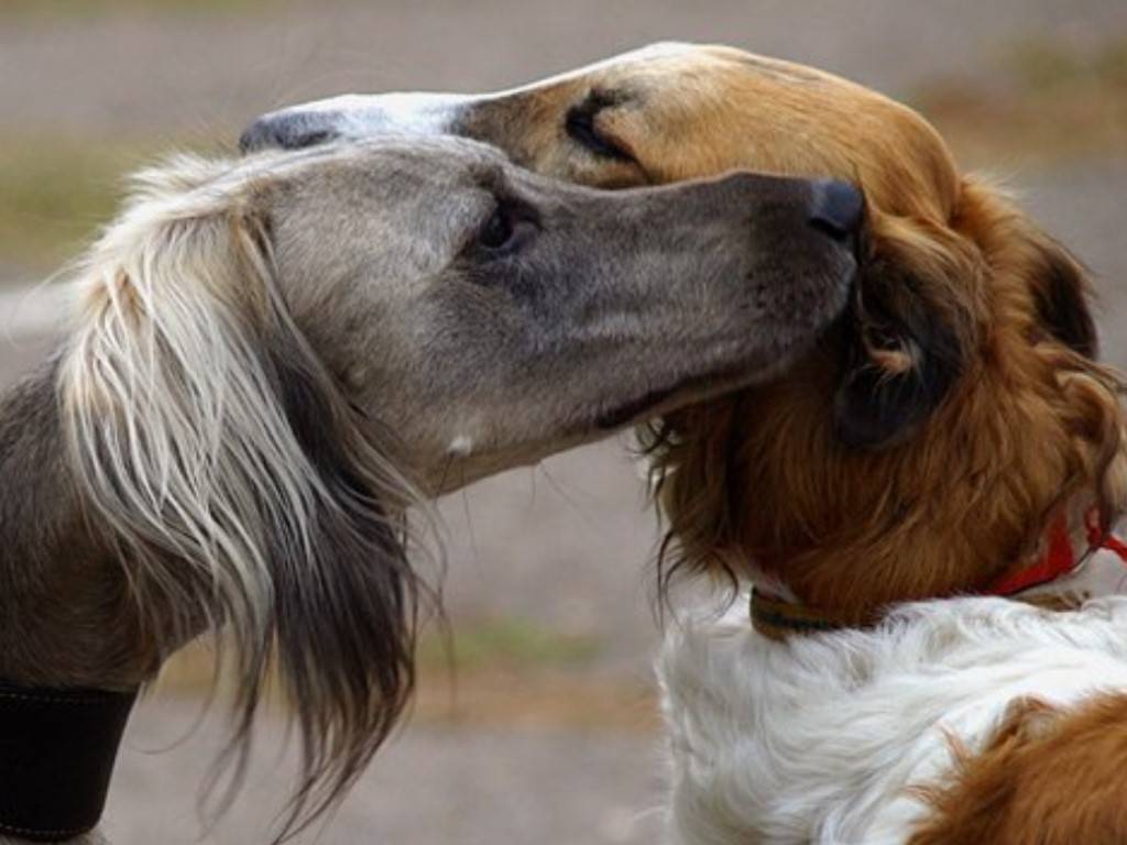 Верные собаки: породы, характер, описание, особенности