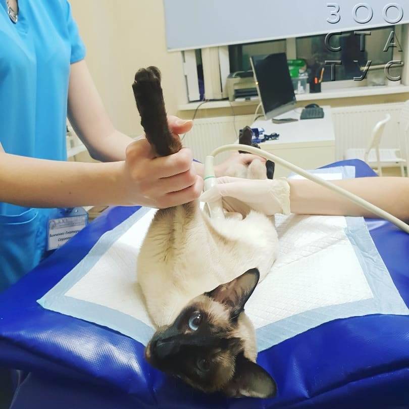 Когда начинается половое созревание у кошек?