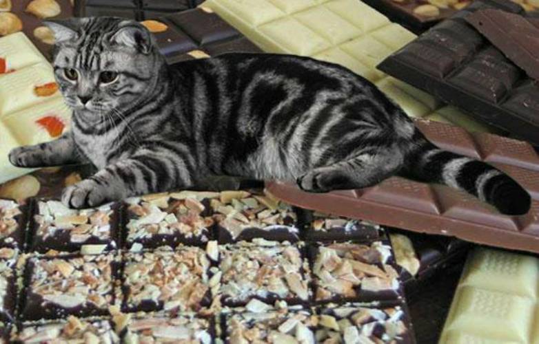Почему котам нельзя шоколад и когда можно