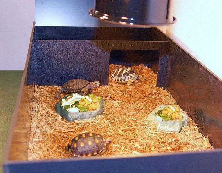 Как выбрать лучший террариум для сухопутной черепахи и на что обратить внимание при выборе
