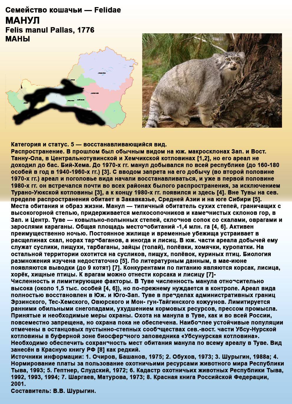Дикая кошка онцилла: описание внешности и характера, ареал обитания и образ жизни, размножение и численность вида