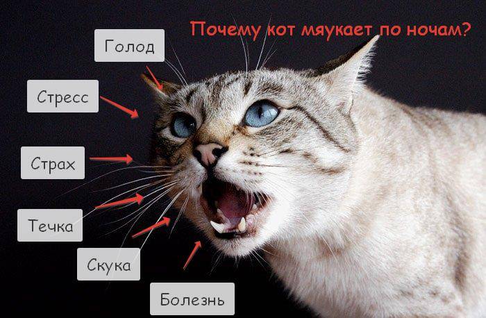 Что делать если кот орет по ночам. 3 самые частые причины