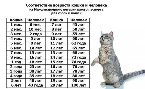 Возраст кошки по человеческим меркам: таблица расчёта лет