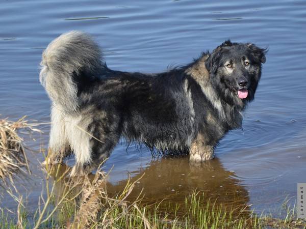 Богемская овчарка: описание чешской собаки, стандарт, уход (фото)