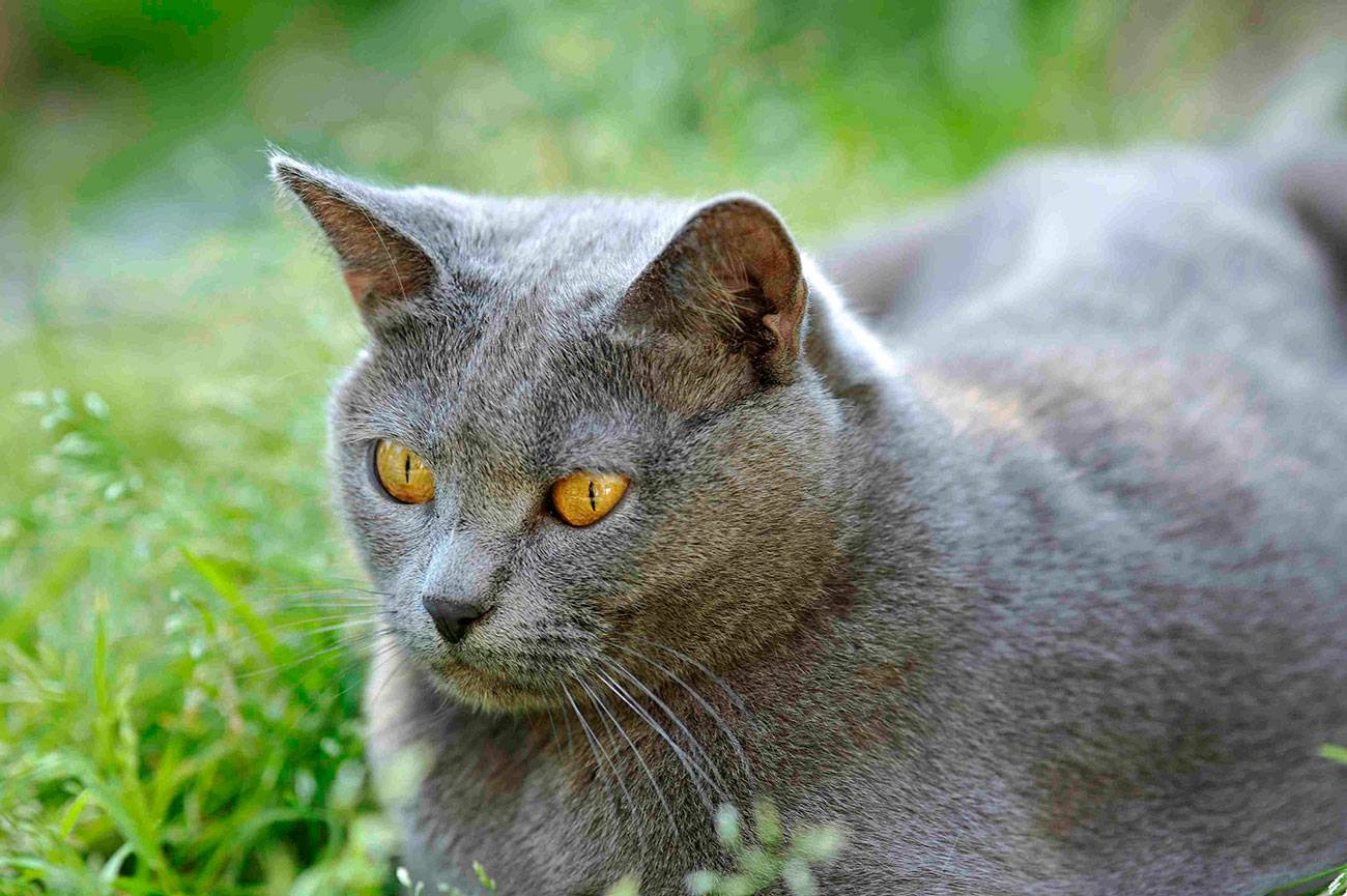 Картезианская кошка (шартрез) - описание породы и характер кошки