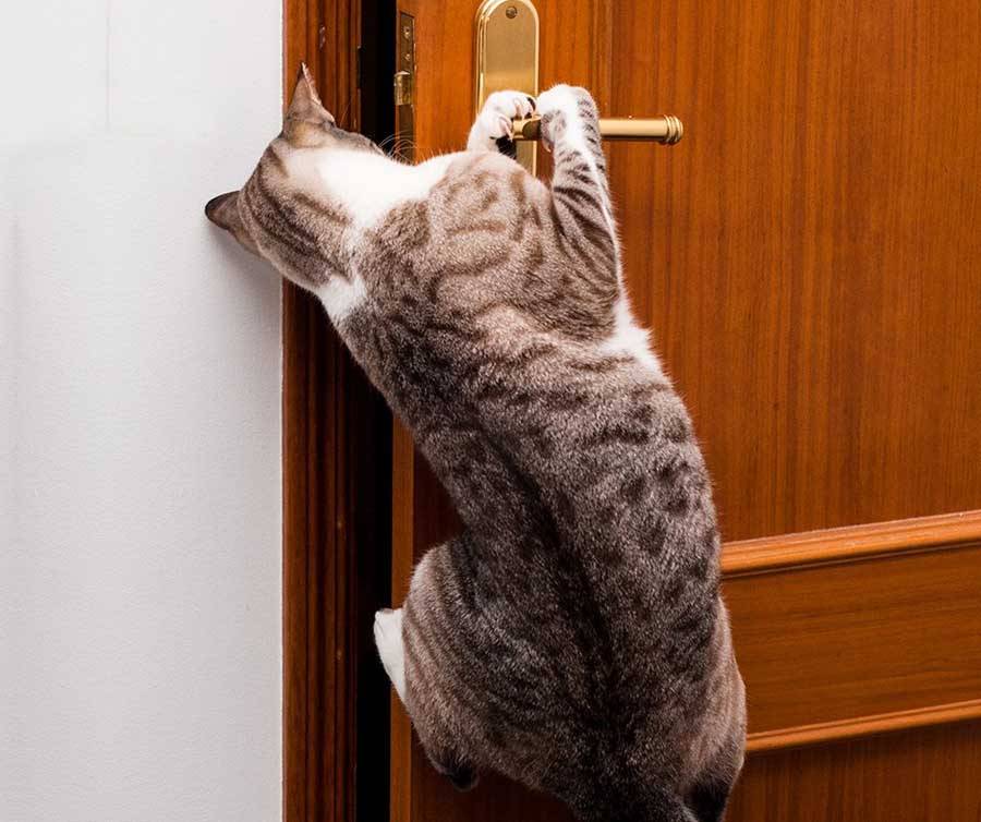 Модели дверцы для кошек во входную и туалетную дверь. установка дверцы для кошек в дверь