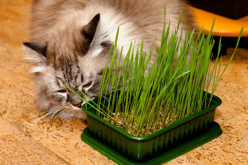 Как вырастить траву для кошек: в грунте, без грунта, где взять семена