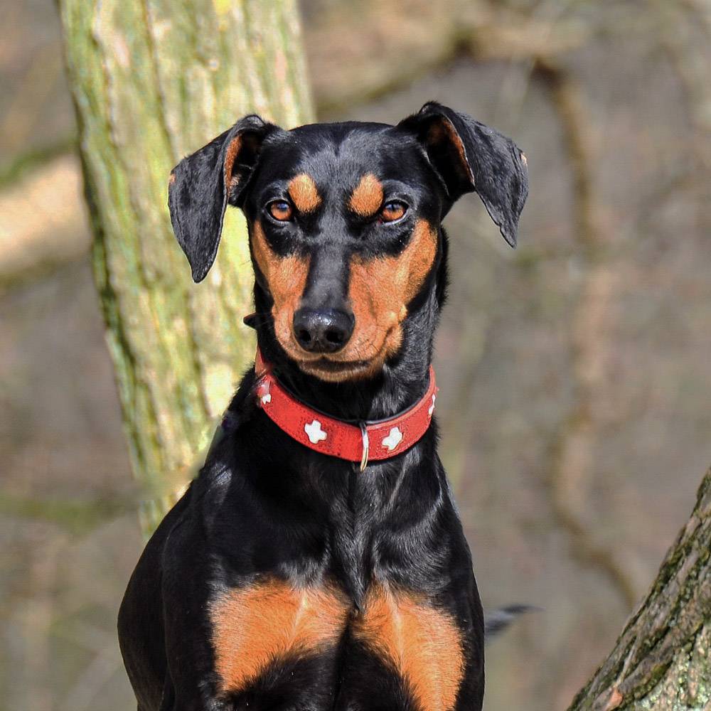 Характеристика собак породы немецкий пинчер с отзывами и фото
