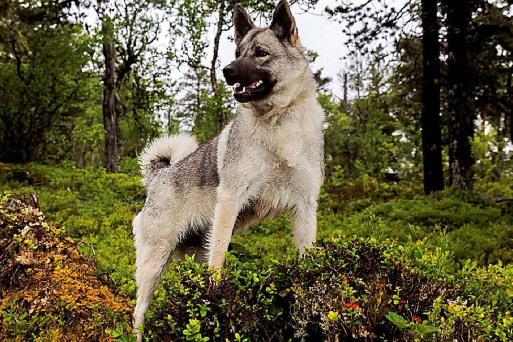 Элкхаунд собака. описание, особенности, уход и цена элкхаунда | животный мир