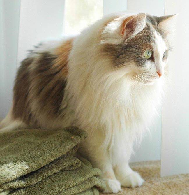 Порода кошек рагамаффин: что это такое, описание и характеристика, темперамент
