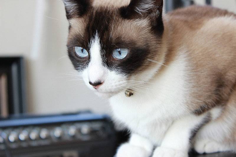 Кошка сноу-шу: фото, описание породы и особенности характера