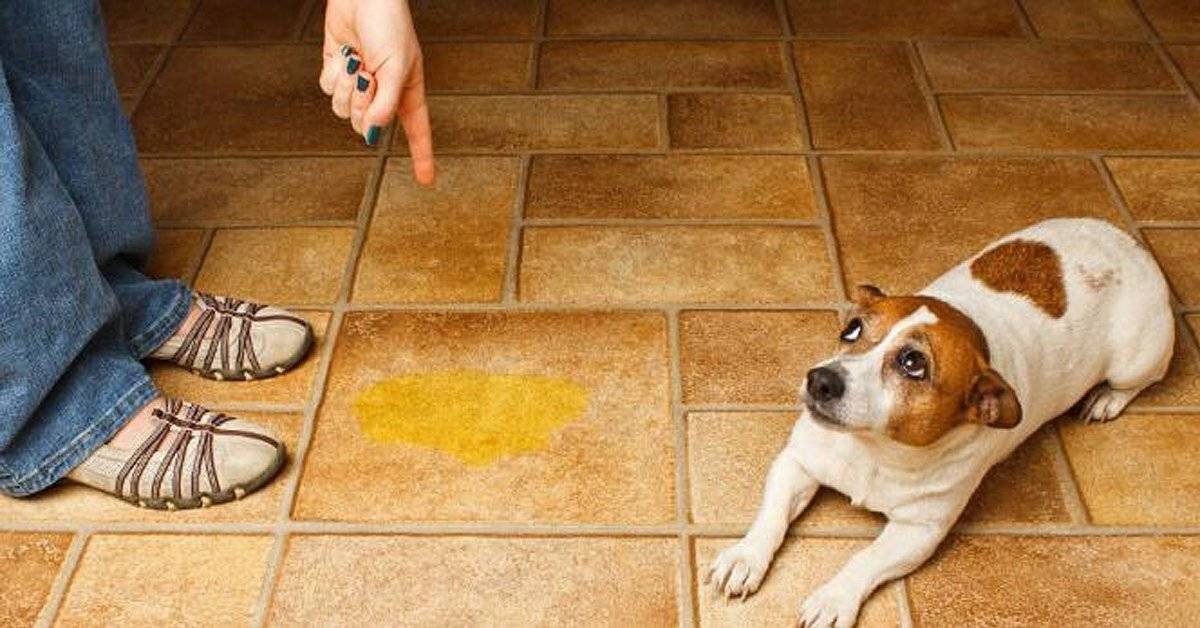 Недержание мочи у собак: причины, лечение, профилактика | блог ветклиники "беланта"