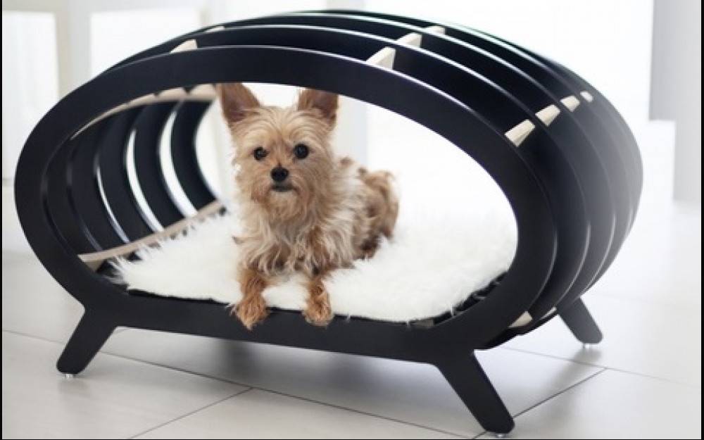 Лежаки и домики: самые необычные товары для собак
