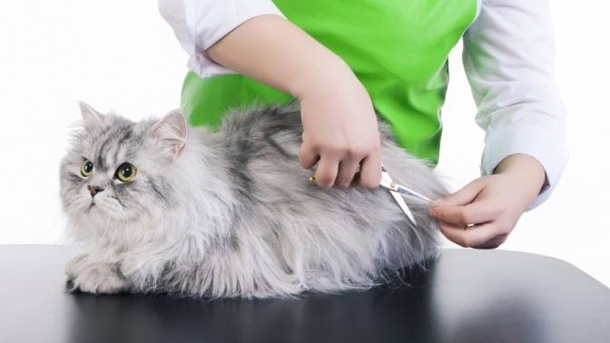 Груминг кошек на дому: виды и особенности кошачьей гигиены ' кошки '