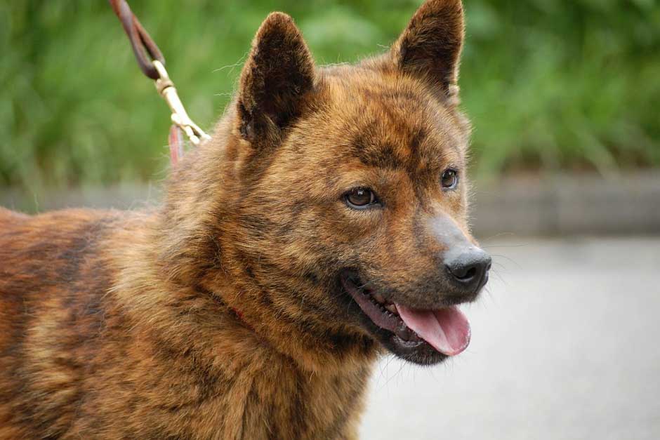 Собака айну: стандарт японской породы, внешность хоккайдо, содержание, дрессировка и фото