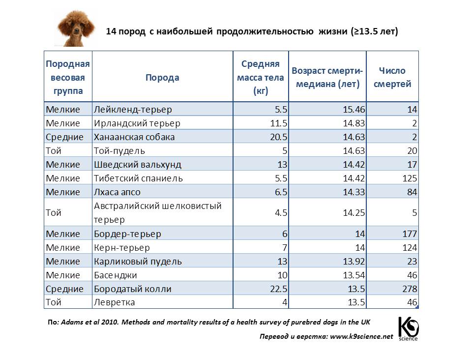 Порода русский спаниель: характеристики, содержание, кормление