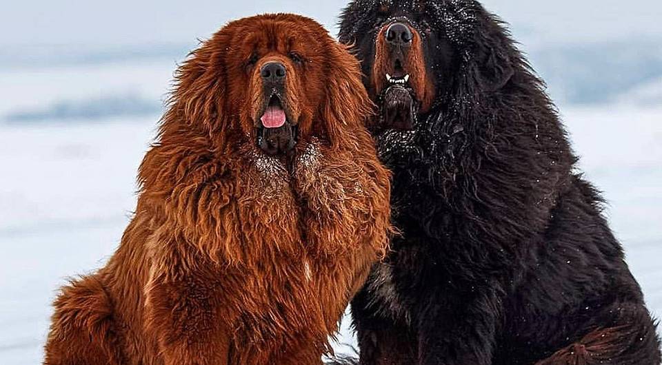 Самые дорогие породы собак. самая дорогая порода собак в россии - лучшие топ 10