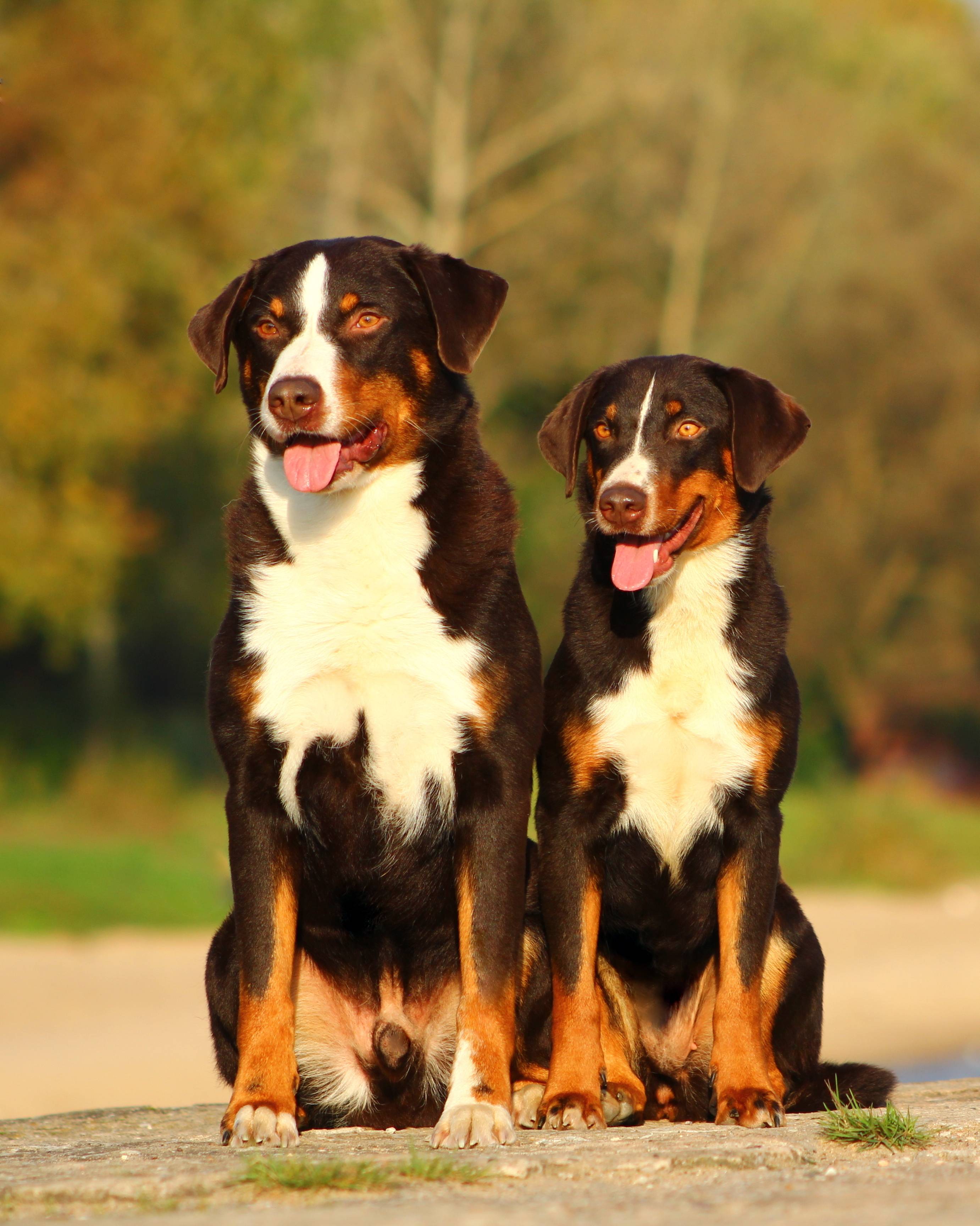 Аппенцеллер зенненхунд: описание породы и характера (с фото) | все о собаках