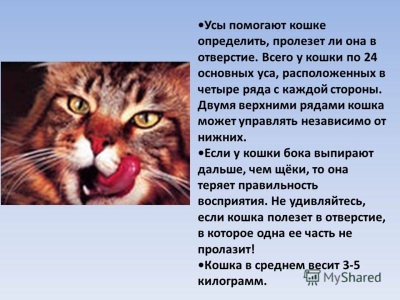 Пример как называются усы у кошки по-научному, зачем они нужны питомцу