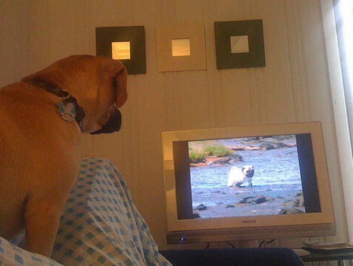 Что видят домашние животные, когда смотрят телевизор?