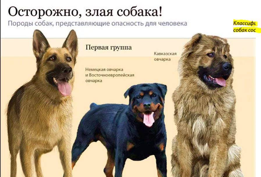 Опасные породы собак — списки топ-10 пород за рубежом и в россии