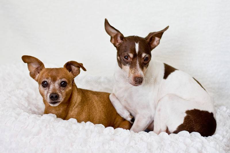 Собаки-крысоловы — обзор пород для охоты на грызунов с фото и названиями