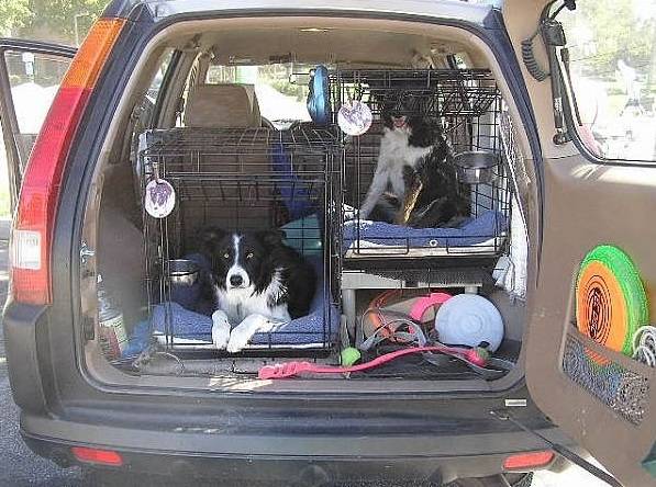 Перевозка собак в машине: правила и особенности
