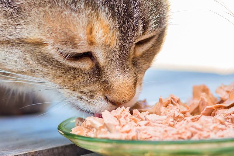 Кошка ничего не ест, кроме сухого корма — не вредно ли это для здоровья
