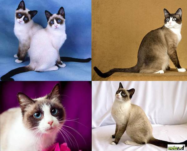 Сноу-шу — история и описание породы котов