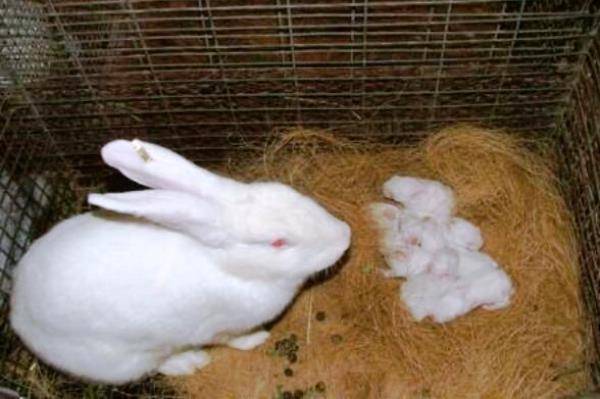 Почему могут дохнуть крольчата?  | фермер
дохнут крольчата — что за беда за этим стоит? | фермер