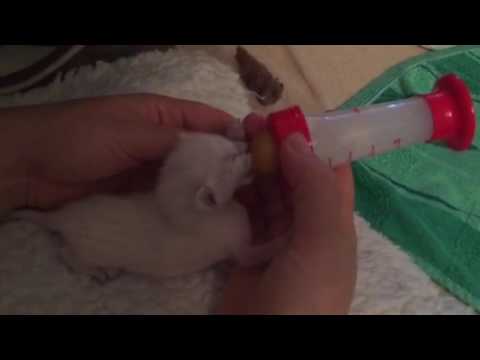 Мой опыт выхаживания новорожденных котят-сирот - кошки