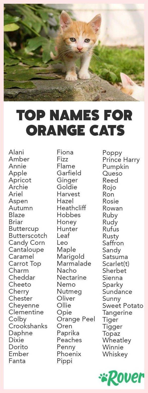 Список имен для британских котов серого цвета