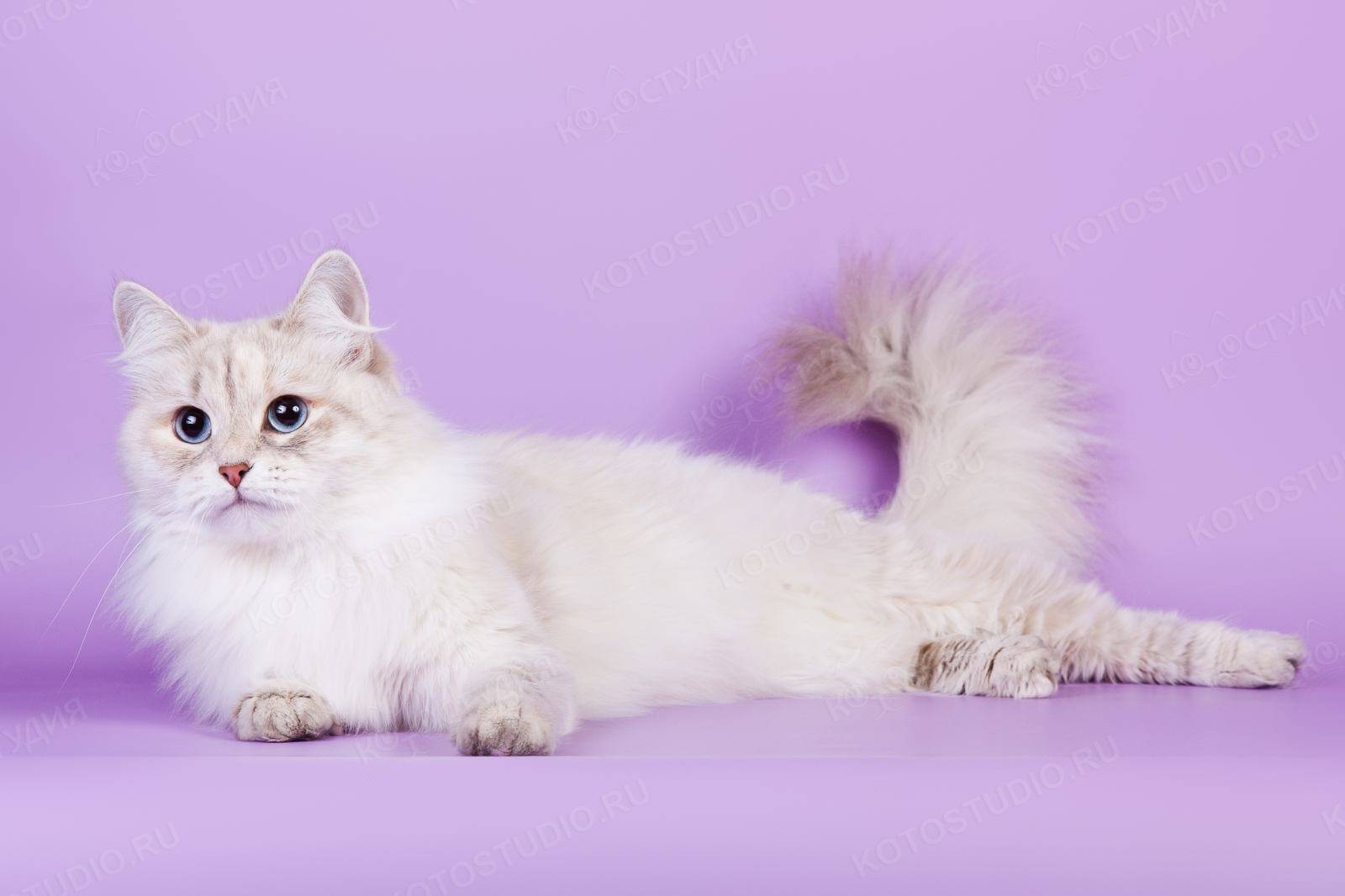 Невская маскарадная кошка: фото, описание, окрас, характер, стандарт