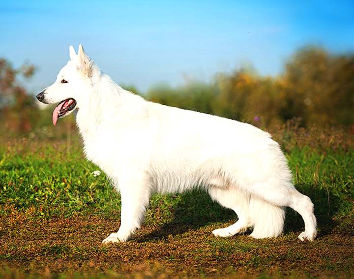 Белая швейцарская овчарка – хаарктеристика породы, уход и содержание