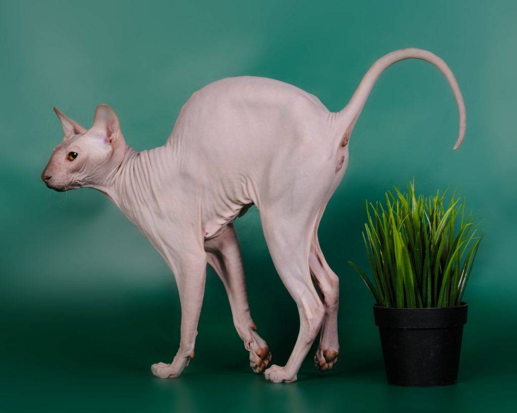 Петерболд - фото и описание породы кошек (характер, уход и кормление)