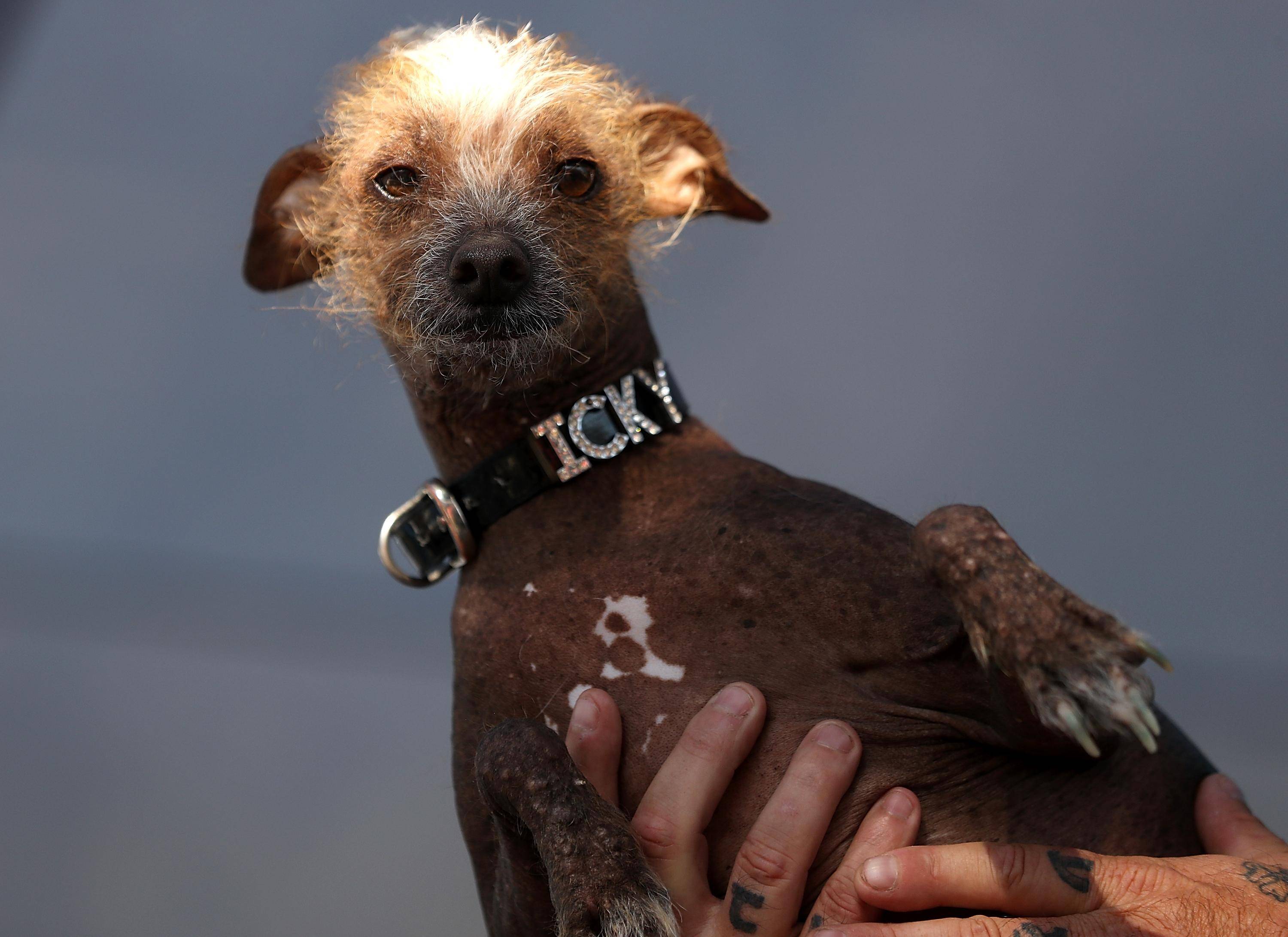 Самые глупые породы собак в мире: рейтинг с описаниями и фотографиями