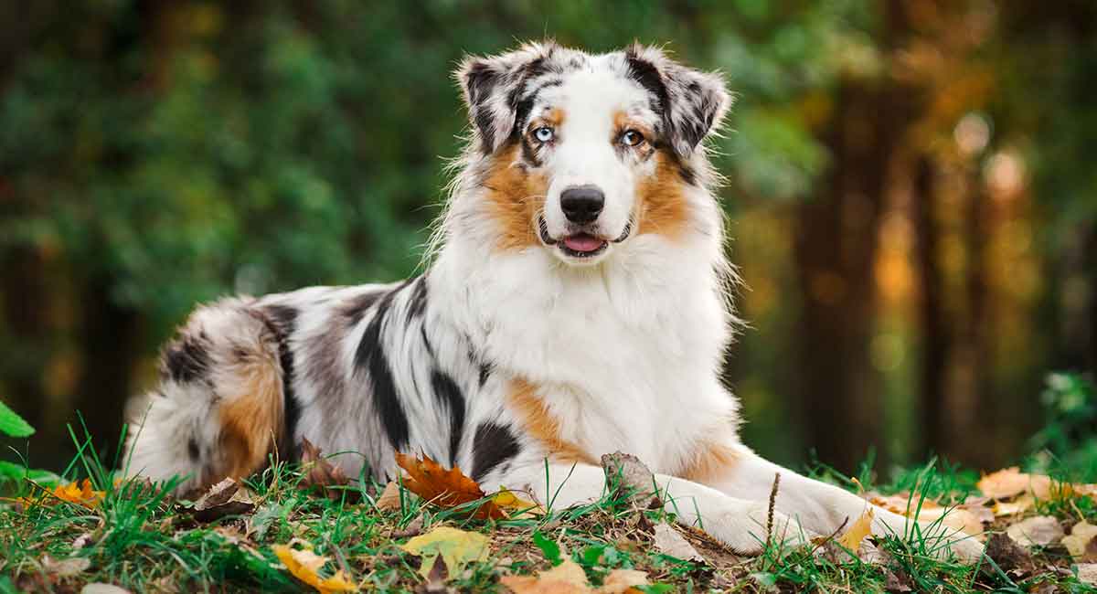 Собака австралийская овчарка аусси: описание породы, все о характере
