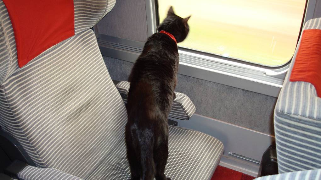 Правила перевозки кошки или кота в поезде по железной дороге
