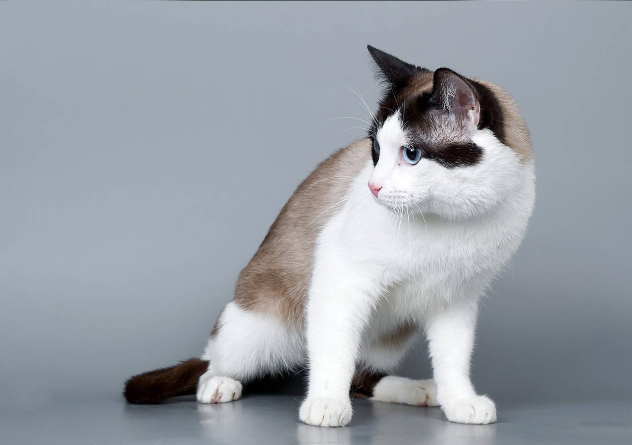 Кошка као мани: описание внешности и характера, разные глаза, уход за питомцем и его содержание, выбор котёнка, отзывы владельцев, фото кота