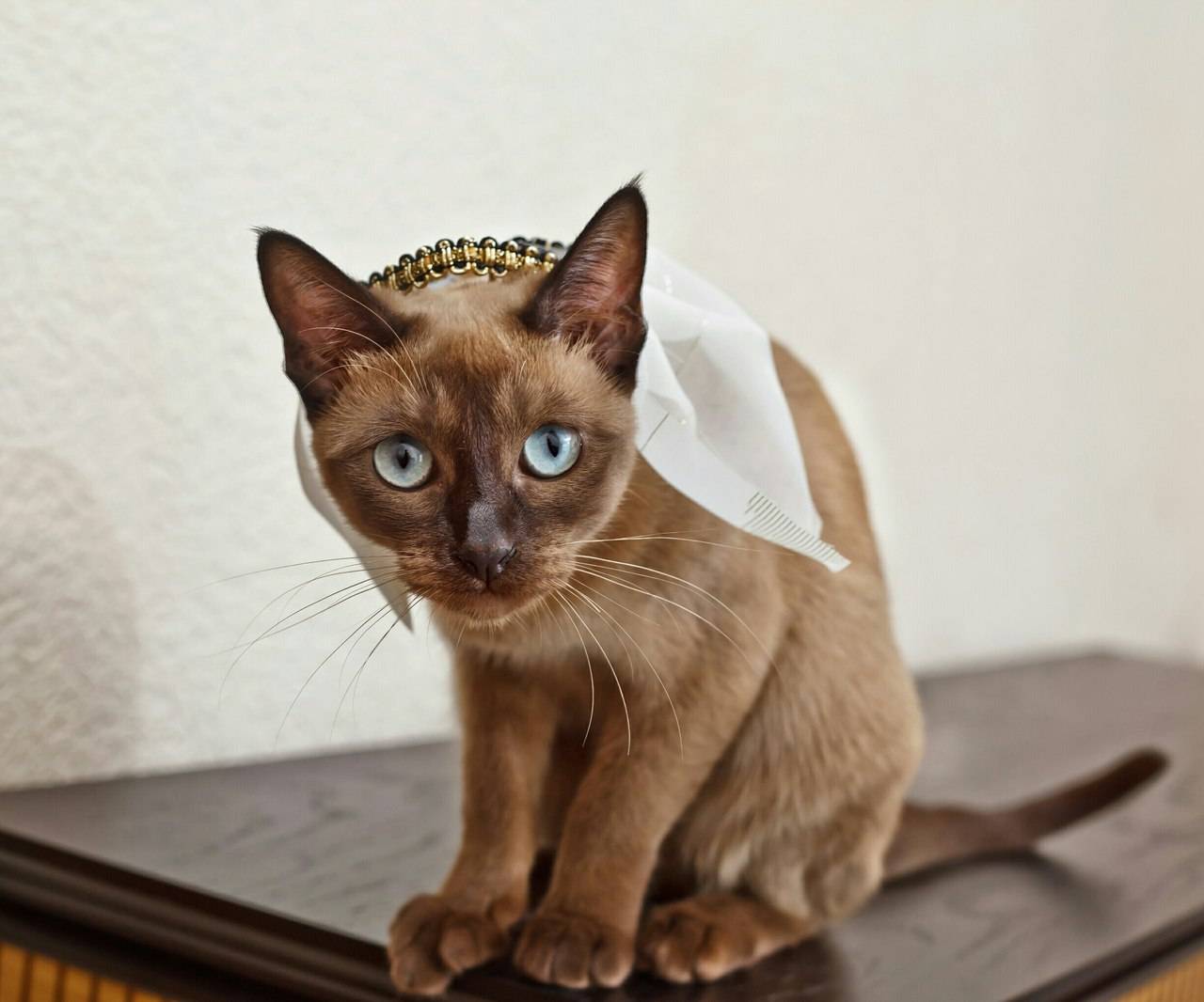 Тонкинская кошка — википедия. что такое тонкинская кошка
